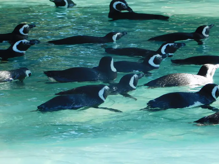 Pingüinos nadando en Mundo Marino