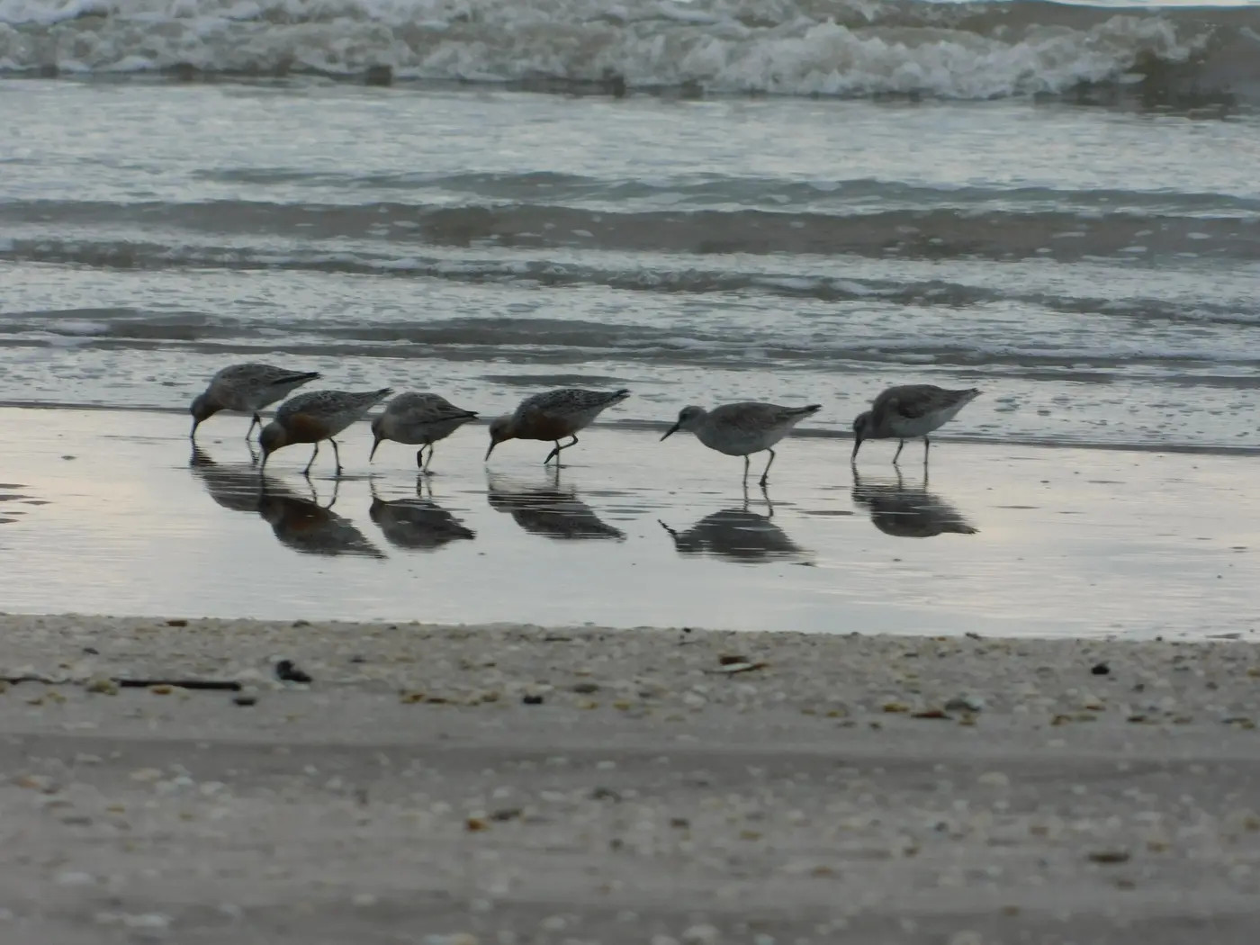 Aves migratorias en la orilla de Punta Rasa