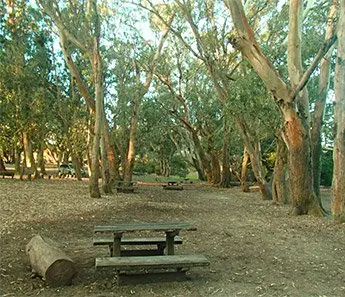 Bosque de eucaliptos en el Vivero Cosme Argerich