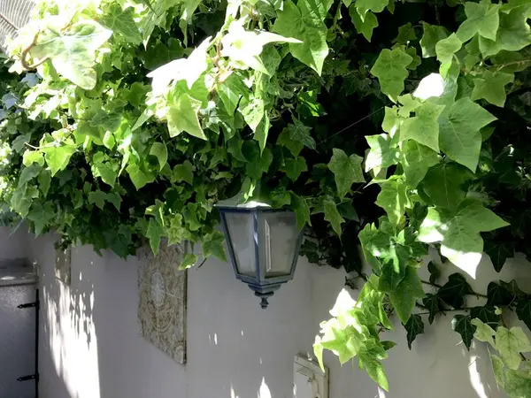 Farol entre enredaderas